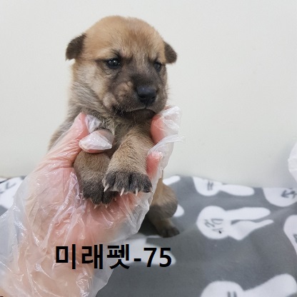 미래펫동물병원_431370202300956